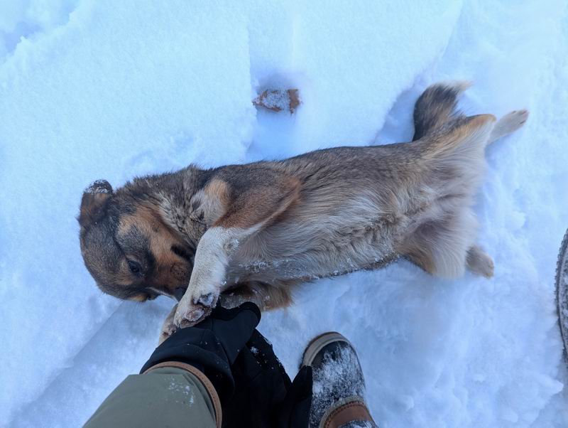 Собака подружилась с Дмитрием Петуховым