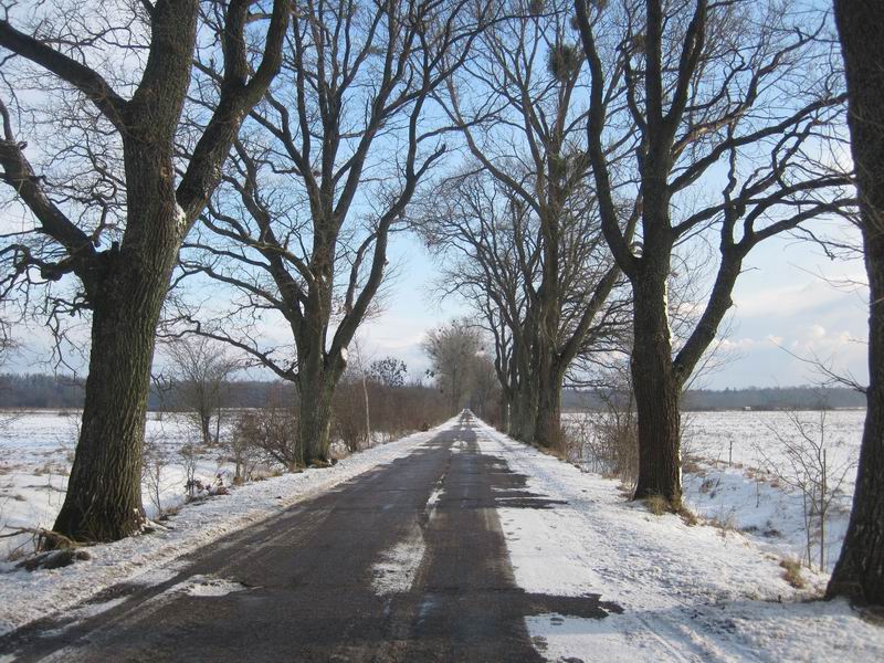 Подъезжаем к Дейминскому лесу