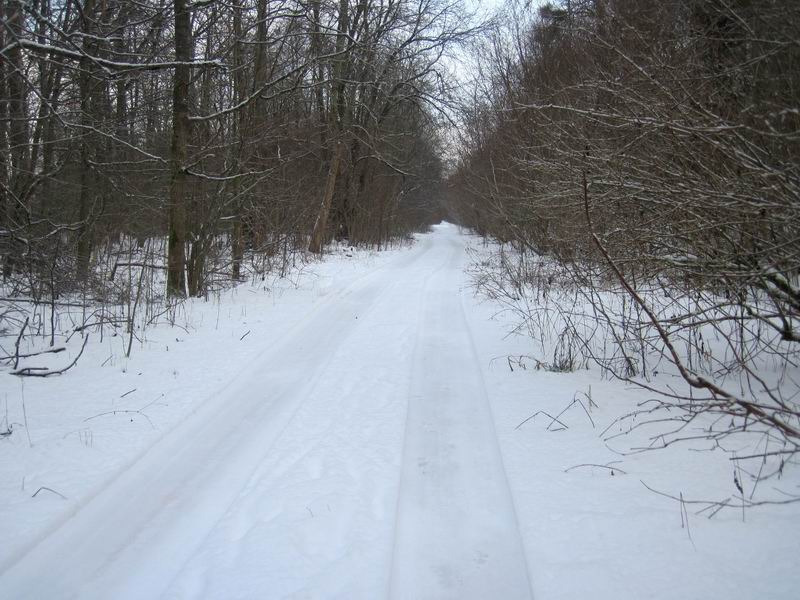 Хорошая дорога по лесу