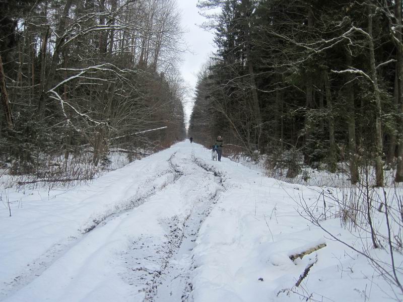 Замёрзший гуаномес под снегом