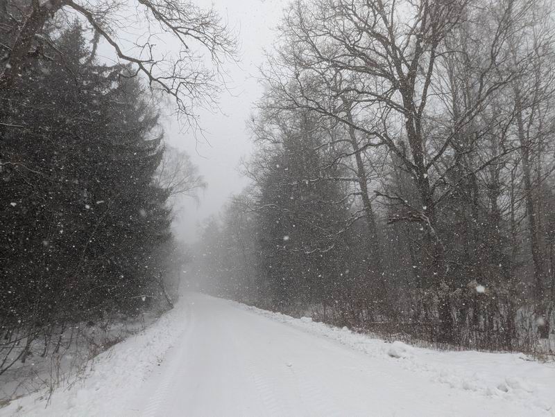Снегопад в Дейминском лесу