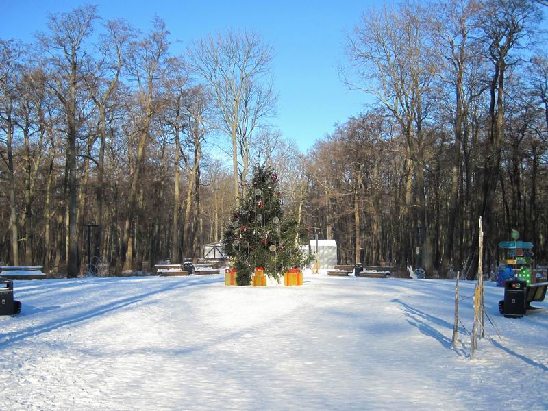 Ёлка в парке