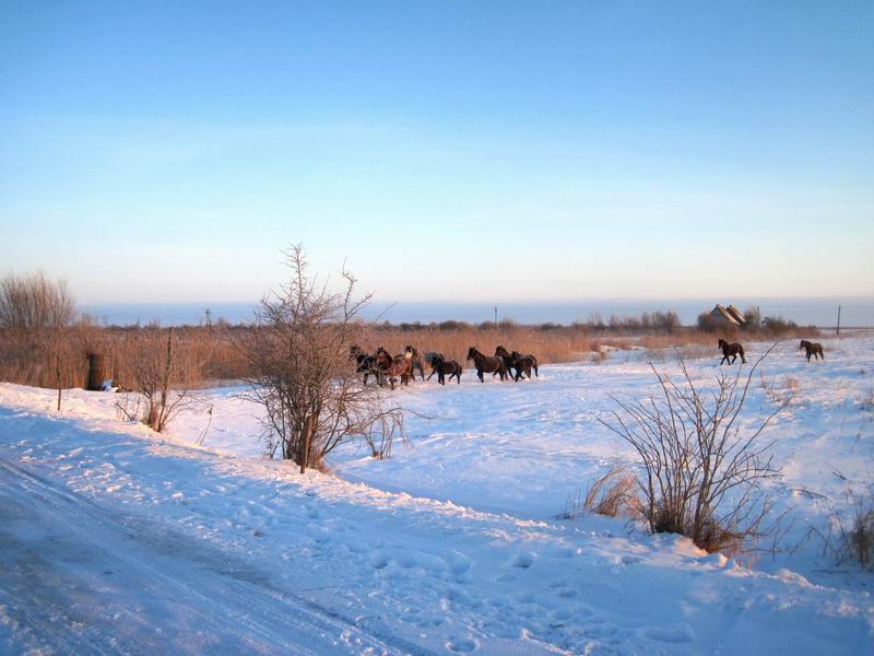 К нам бежит табун лошадей