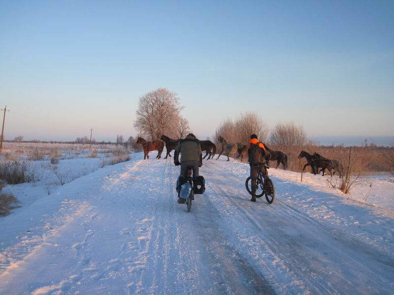 Лошади перегородили дорогу