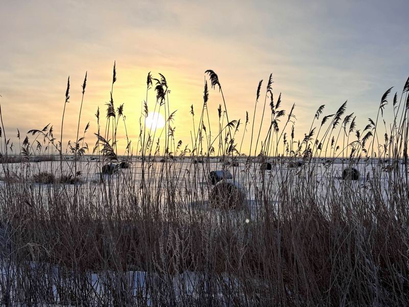 Пейзаж с тюками через камыши