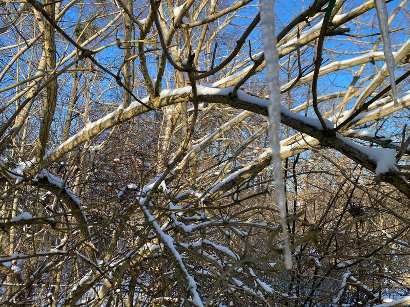 Сосульки знатные