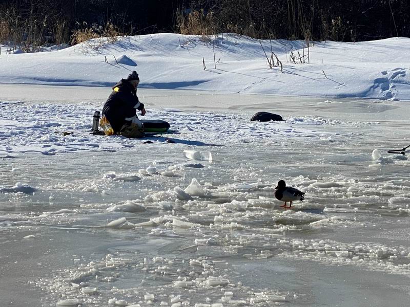Рыбаки кормят утку рыбками