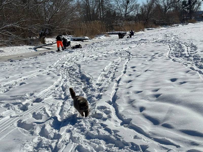 Наглая местная котэ