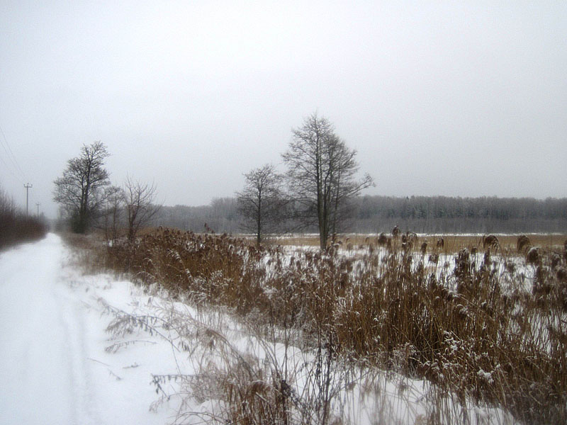 Дорога идёт через болото