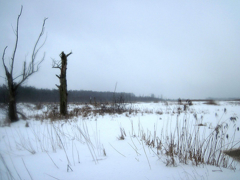 Кругом болота