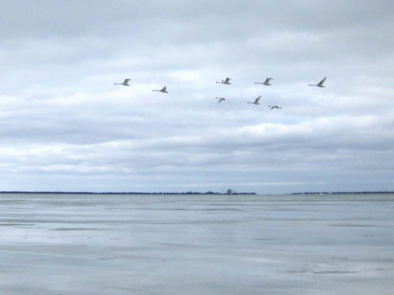 Лебеди летят