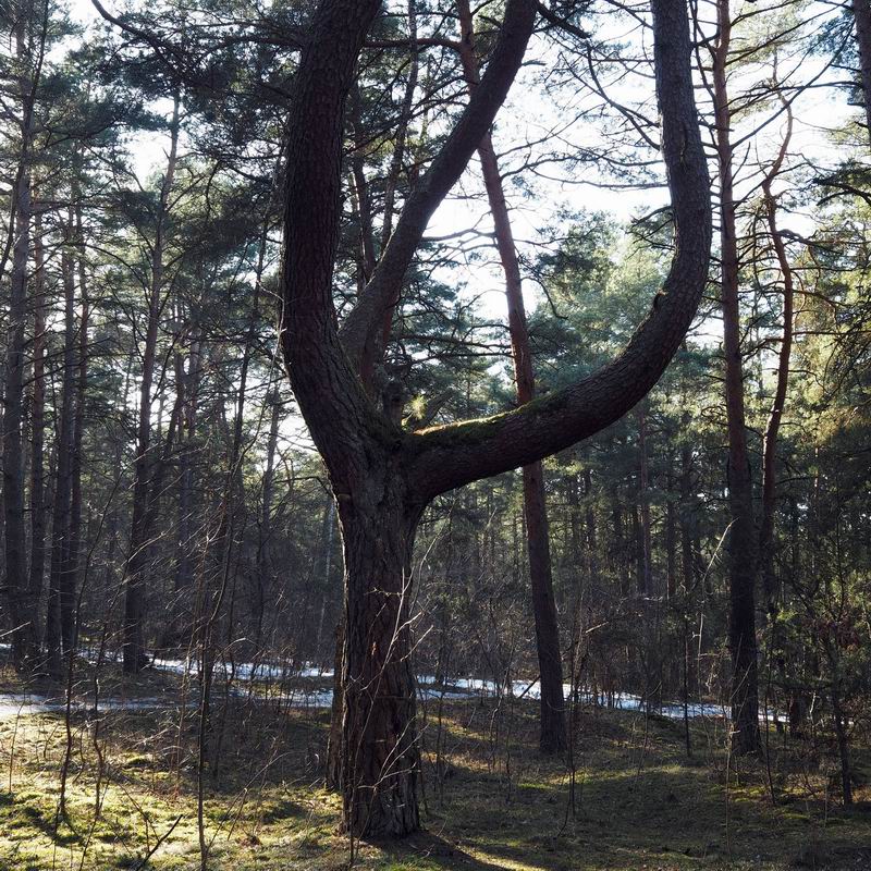 Танцующая сосна.