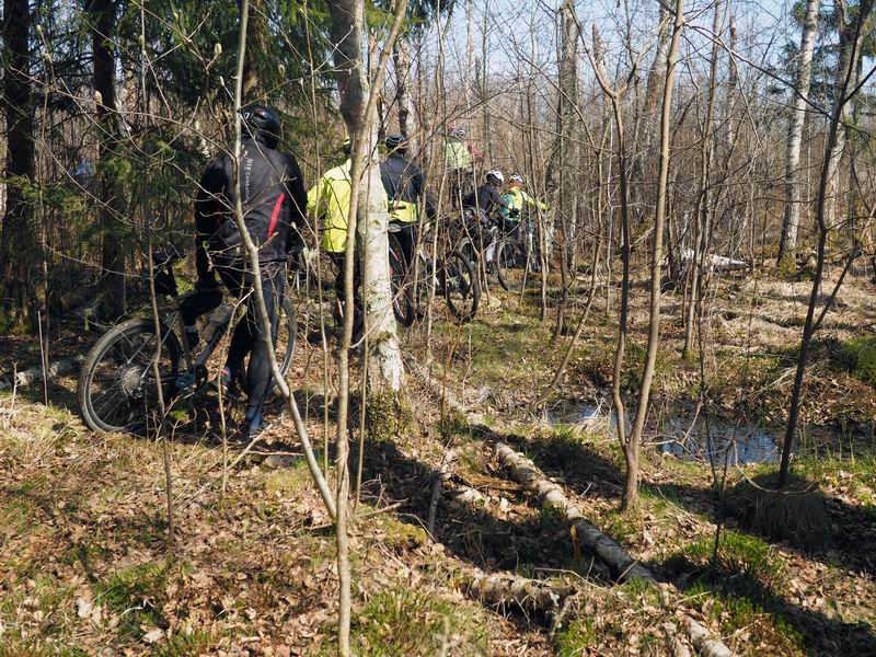Продираемся по заболоченному лесу с велосипедами.