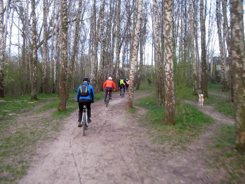 Берёзовая роща в районе Нескучного пруда.