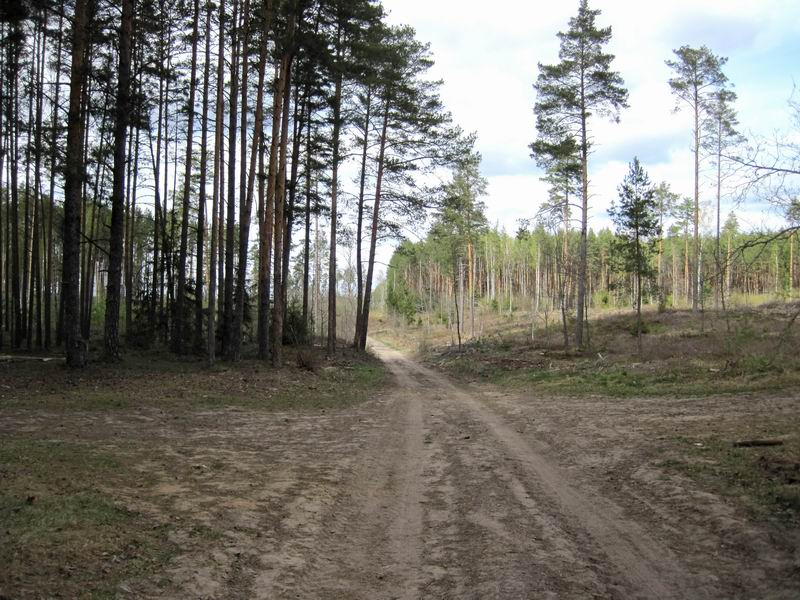 Грунтовка через сосновый лес