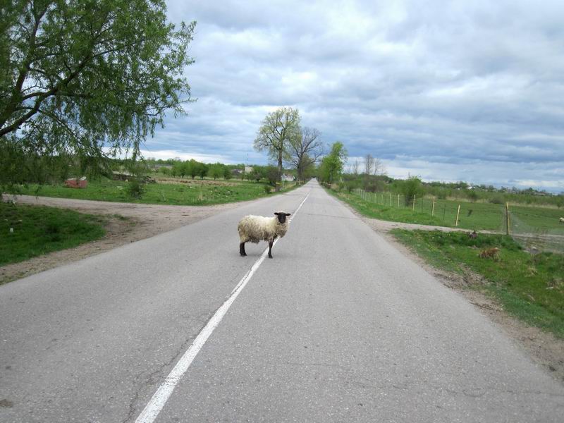 Овца на дороге